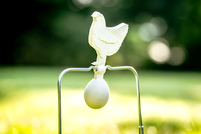 Chicken & Egg